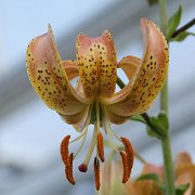 Peppard Gold - floret